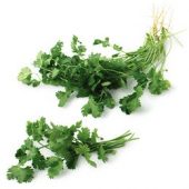 Cilantro Atado