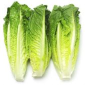 Lechuga Costina