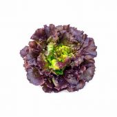 Lechuga Francesa