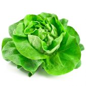Lechuga Española