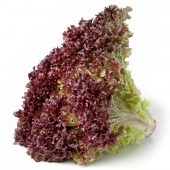 Lechuga Hidropónica Morada