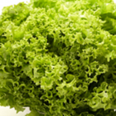 Lechuga Hidropónica Verde